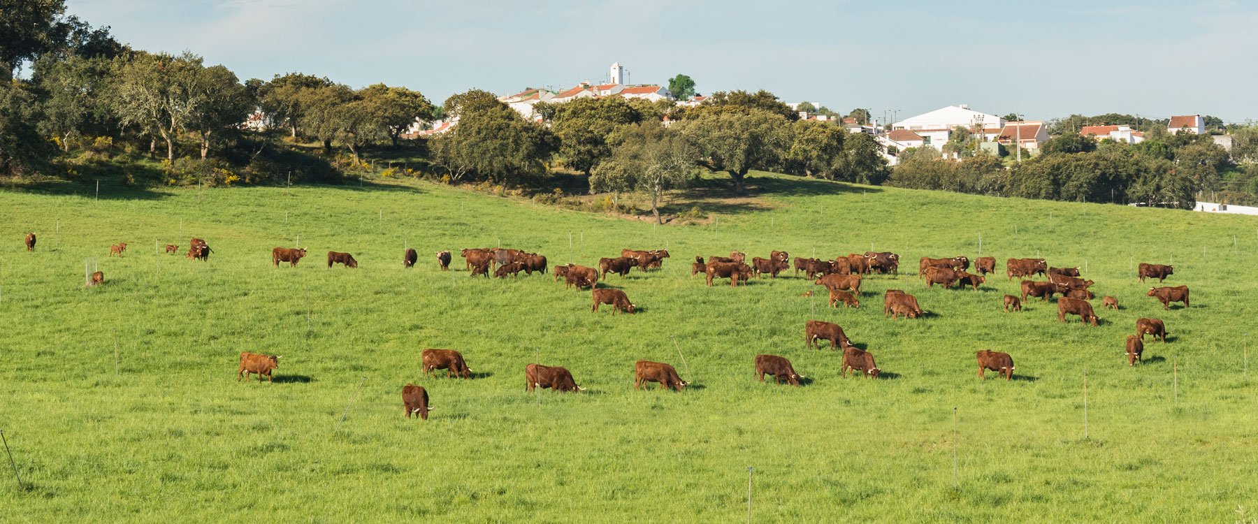 Rebanho Mertolengo com Aldeia Velha ao fundo
