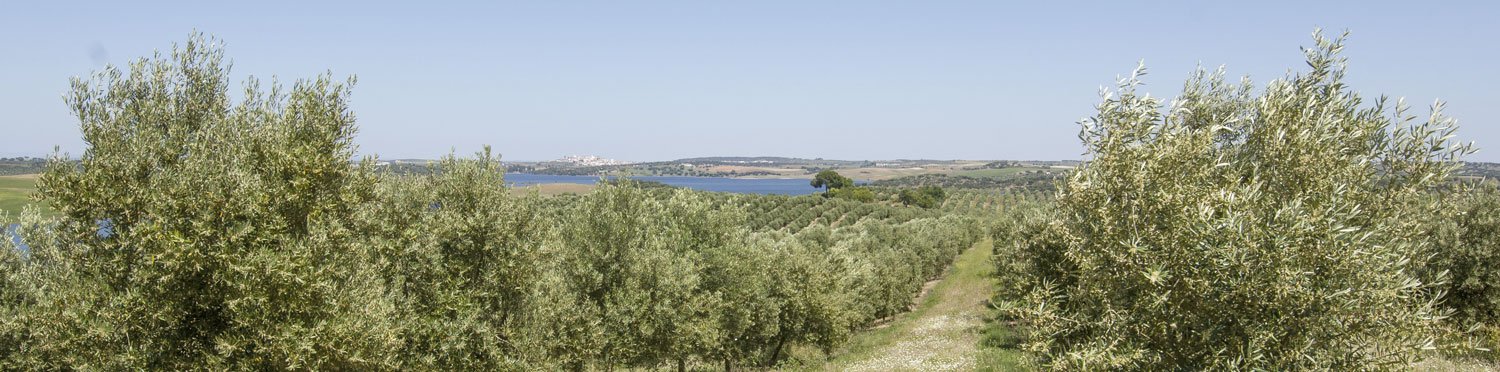Olival com Barragem do Maranhão e Avis