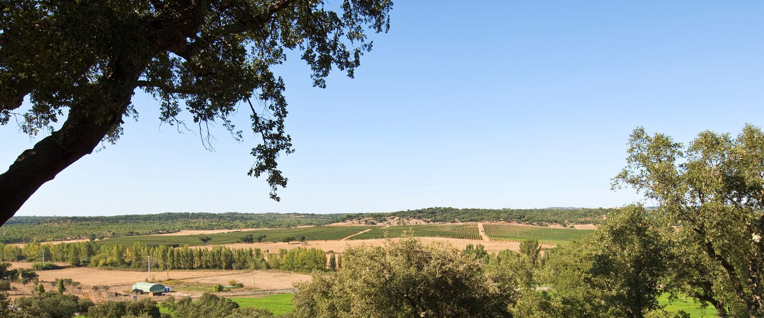 Vinha vista de sob o sobreiro